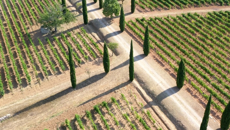 Château La Calisse vineyards and cypress avenue in Provence